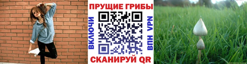 Псилоцибиновые грибы Psilocybe Вилючинск